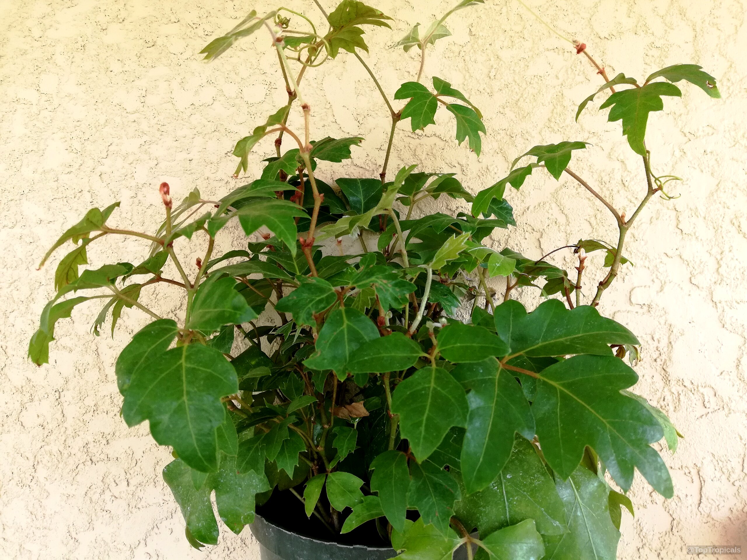 Cissus rhombifolia (Grape Ivy) foliage growing in a black container against a neutral wall surface Cissus rhombifolia (Grape Ivy) green plant leaves in container, three leaflets per stem segment