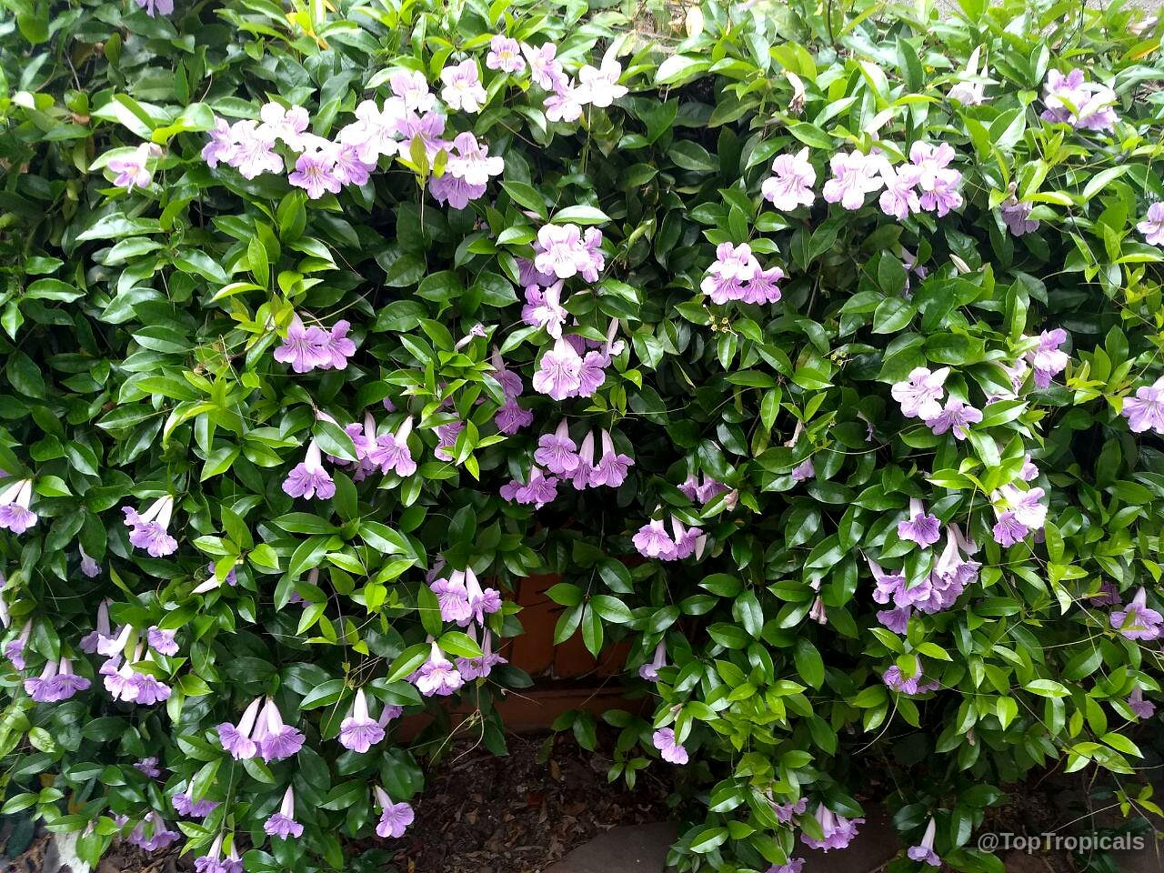 Clytostoma callistegioides (Violet Trumpet Vine) vine wall thick with many lavender purple funnel shaped flowers Clytostoma callistegioides (Violet Trumpet Vine) with lavender purple trumpet flower clusters on green leaves