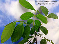 Xylia xylocarpa, Burma Ironwood, Pyinkado, Jambu

Click to see full-size image
