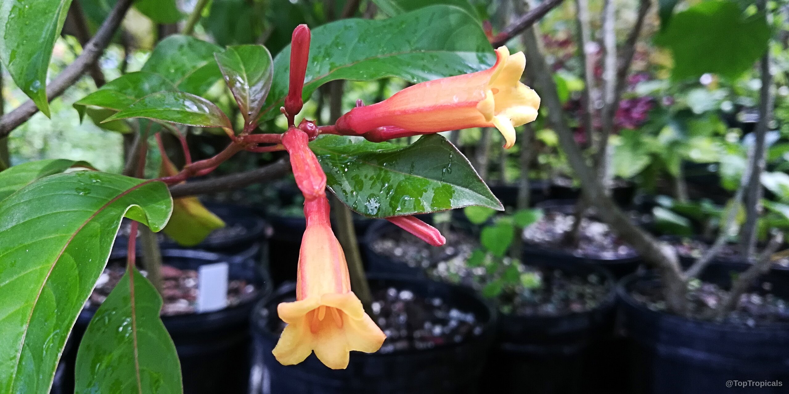 Hamelia cuprea (Bahama Firebush) tubular orange flower growing from a stem with wet green leaves Hamelia cuprea (Bahama Firebush) orange tubular flower close up on green leafy plant branch