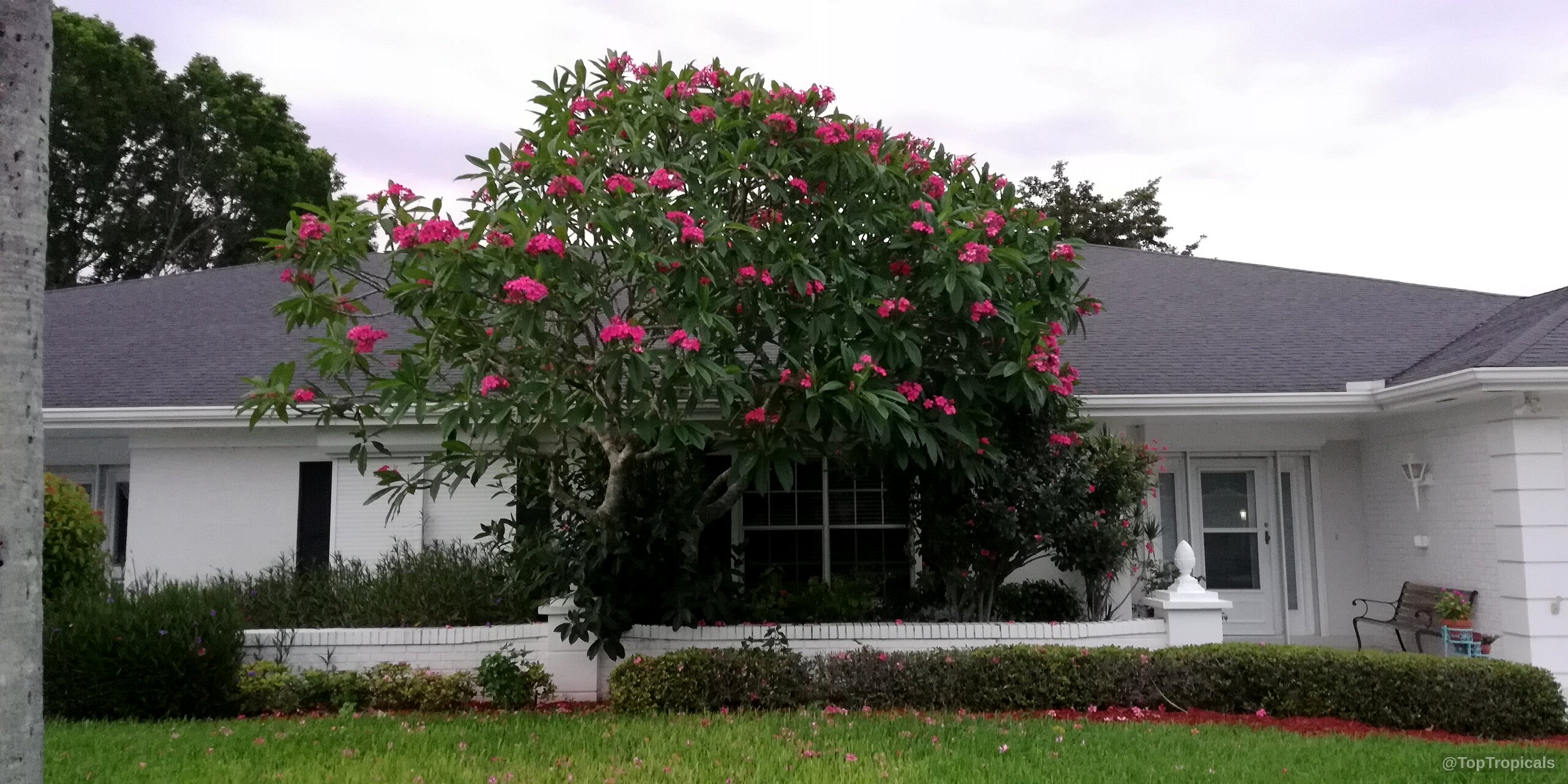 Plumeria rubra (Frangipani) 'Pink' tree covered in pink flowers against a house exterior wall Plumeria rubra (Frangipani) 'Pink' tree with vivid pink flowers and lush green leaves