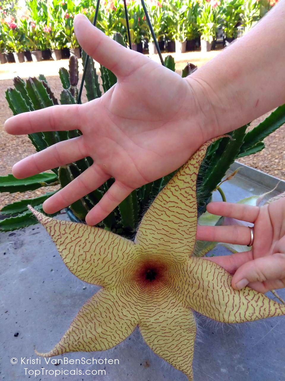 Starfish Flower - Stapelia gigantea, large flower