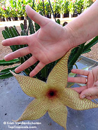 Stapelia gigantea - Starfish Flower

Click to see full-size image