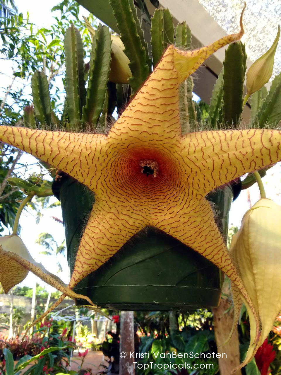 Stapelia sp., Starfish Flower, Giant Toad Flower, Carrion Flower. Stapelia gigantea