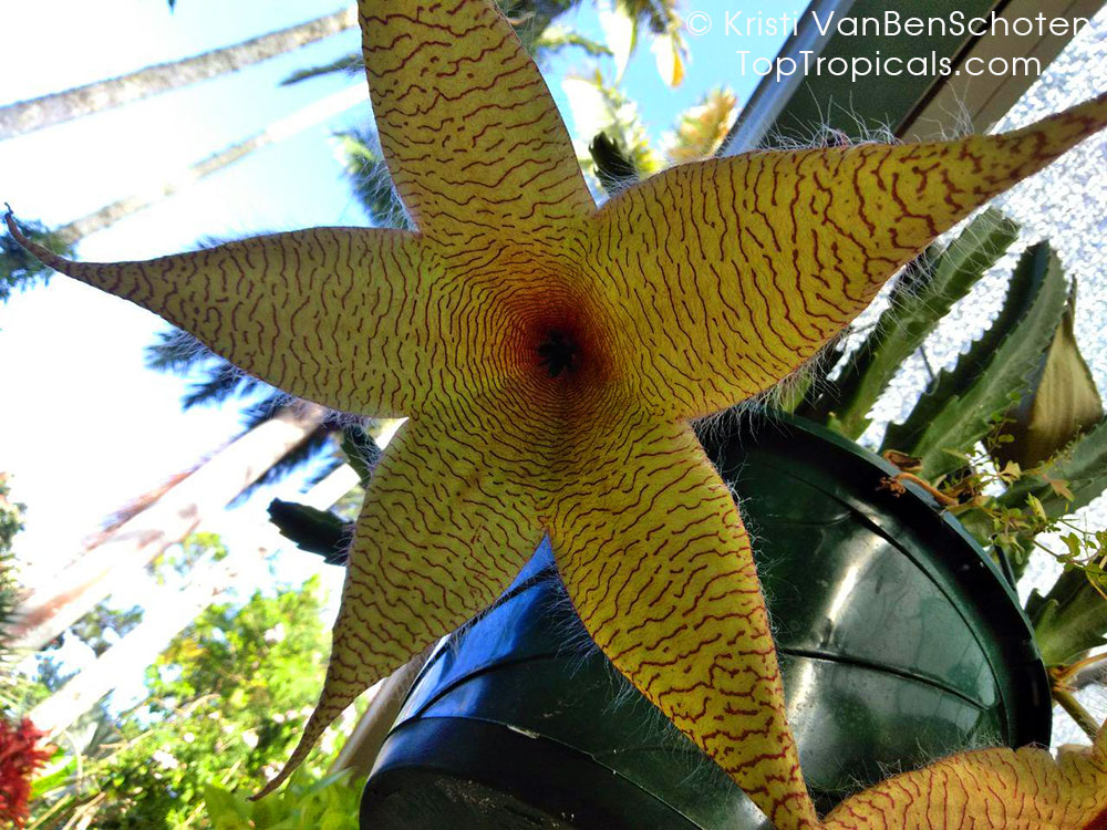 Stapelia gigantea - Starfish Flower