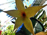 Stapelia sp., Starfish Flower, Giant Toad Flower, Carrion Flower

Click to see full-size image