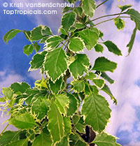 Polyscias fruticosa, Ming Aralia

Click to see full-size image