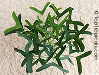 Erythrina vespertilio, Erythrina biloba, Bat's Wing Coral Tree, Barswing Coral, Gray Corkwood

Click to see full-size image
