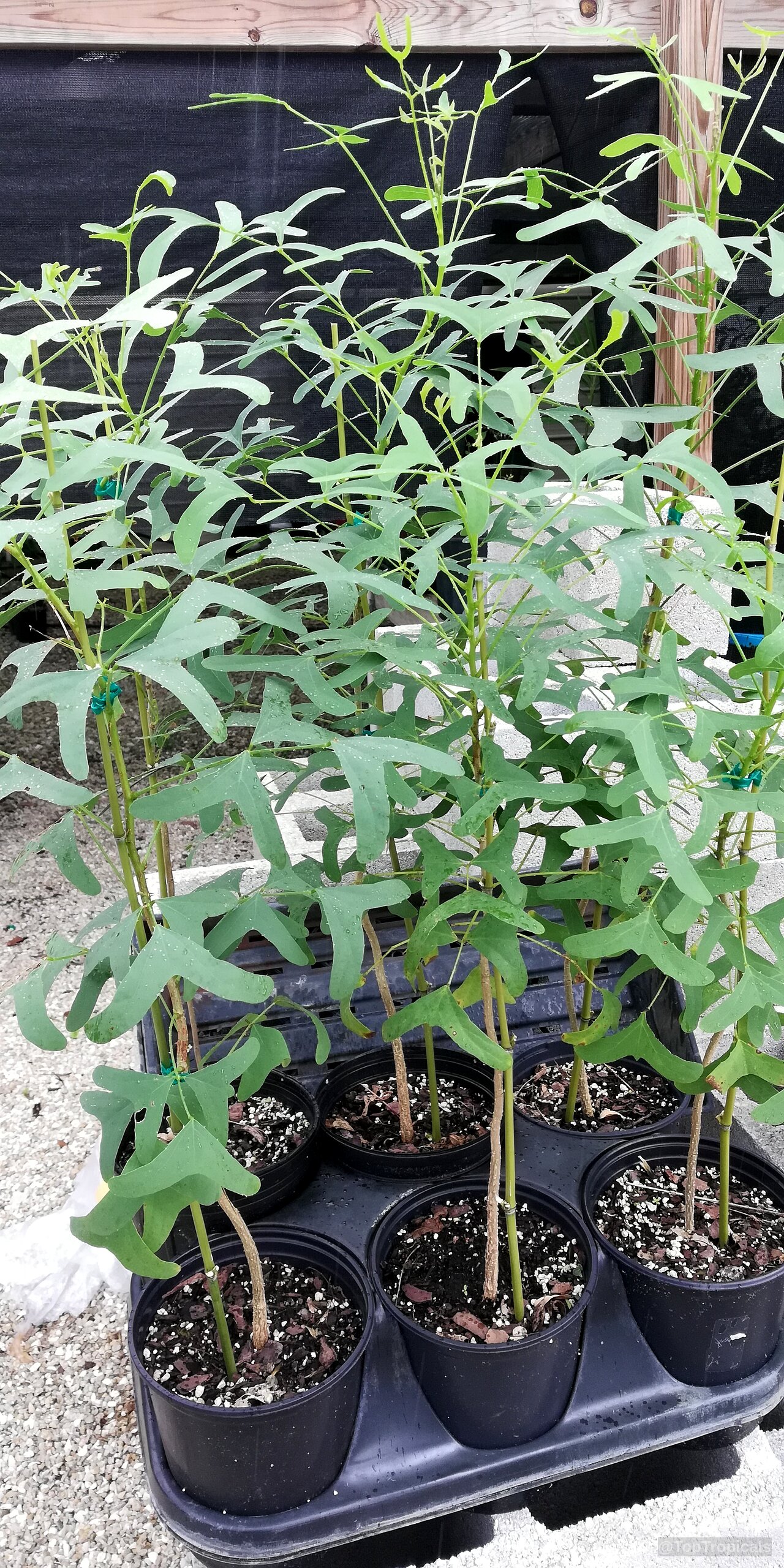 Erythrina vespertilio (Bat's Wing Coral Tree) in black plastic containers with young stems and foliage. Erythrina vespertilio (Bat's Wing Coral Tree) green plant with distinctive shaped leaves in black pots.