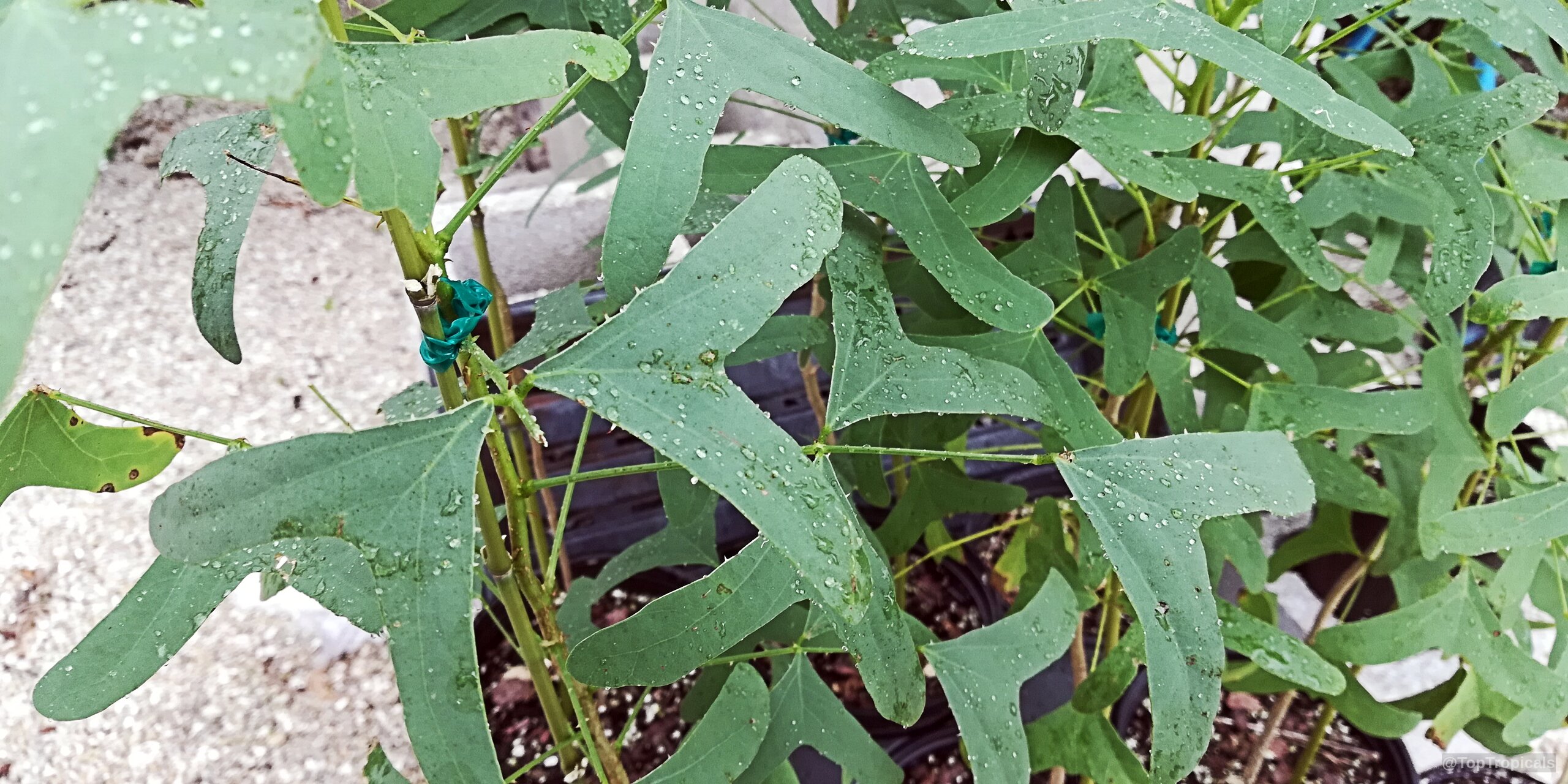 Erythrina vespertilio (Bat's Wing Coral Tree) leaves with three distinct lobes and scattered water droplets Erythrina vespertilio (Bat's Wing Coral Tree) green plant leaves close up with water drops