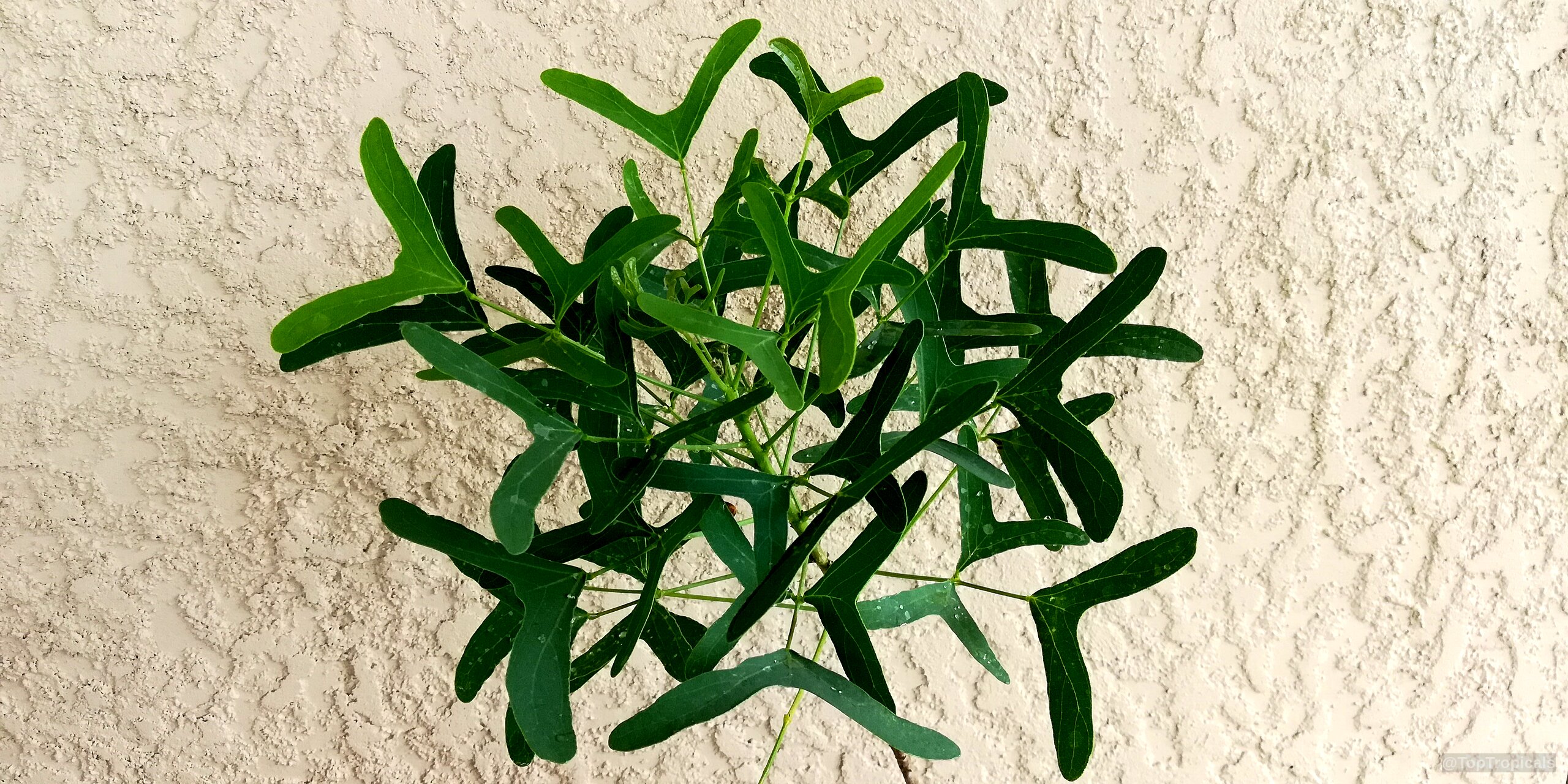 Erythrina vespertilio (Bat's Wing Coral Tree) with distinctive wing-shaped foliage against a textured wall Erythrina vespertilio (Bat's Wing Coral Tree) green plant with unique three-lobed leaves