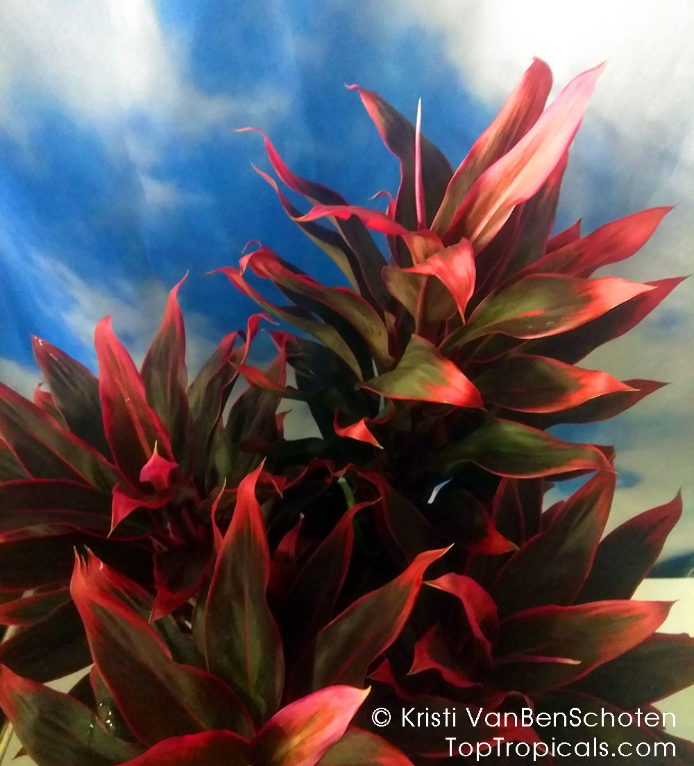 Cordyline fruticosa, Cordyline terminalis, Hawaiian Ti Leaf. Cordyline 'Red Hawaiian Compacta'