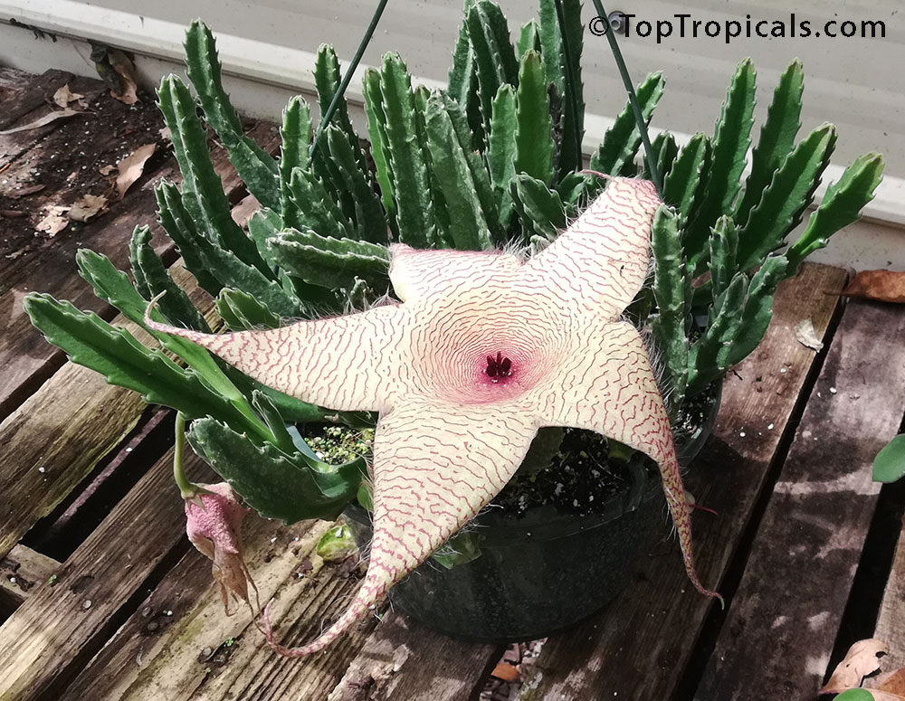 Stapelia sp., Starfish Flower, Giant Toad Flower, Carrion Flower