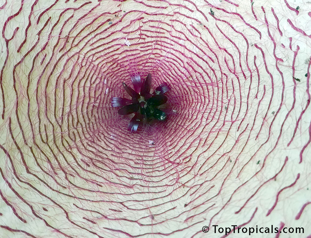 Stapelia gigantea inside of flower