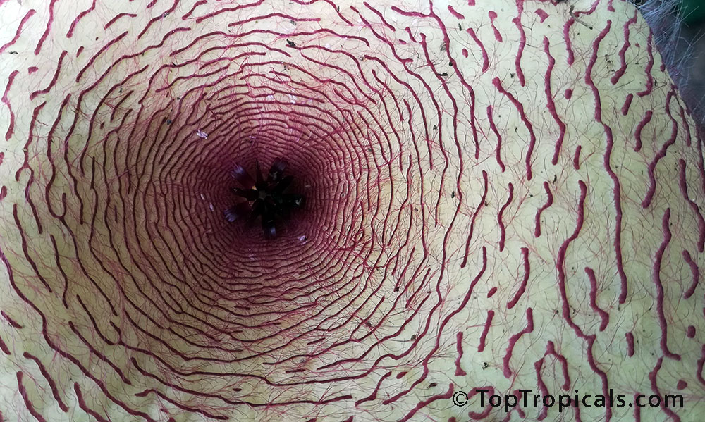 Starfish Flower - Stapelia gigantea, inside the flower