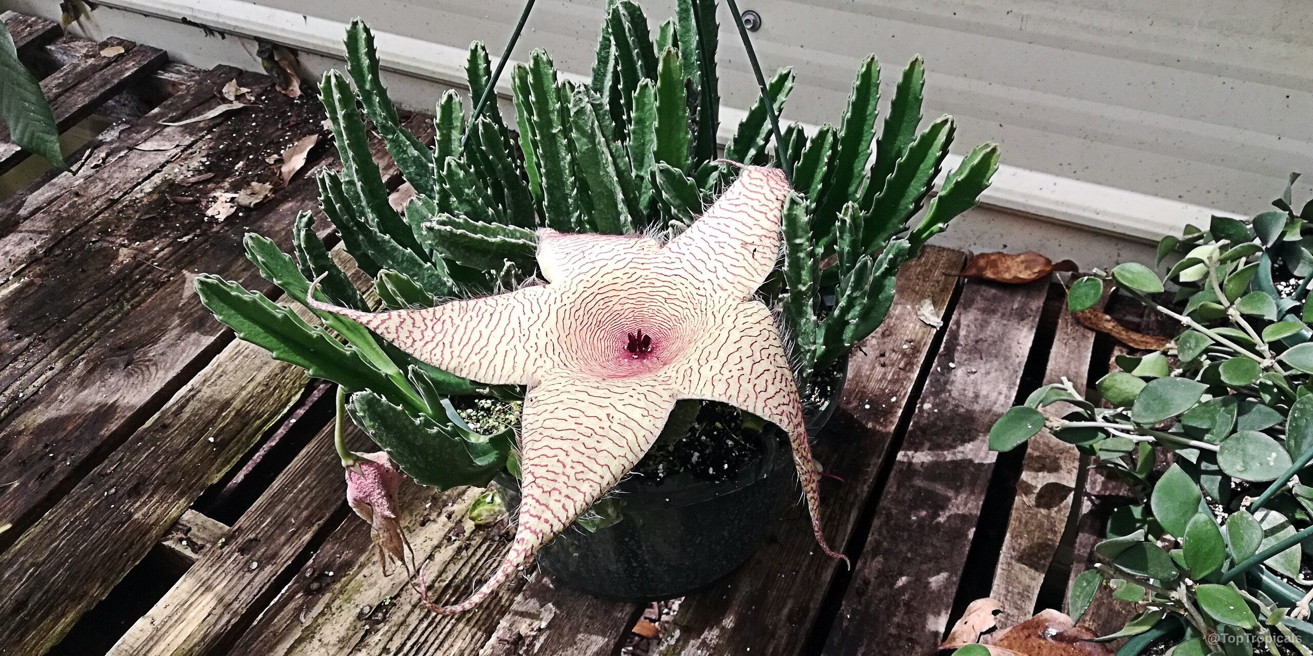 Stapelia gigantea (Zulu Giant) cream star flower among vertical succulent green stems in hanging pot Stapelia gigantea (Zulu Giant) pale cream flower with red lines and green stems plant