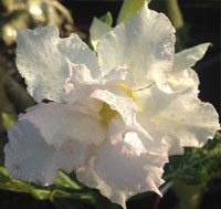 Desert Rose (Adenium) Frozen White Variegated, Grafted