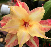 Desert Rose (Adenium) Golden Star, Grafted

Click to see full-size image