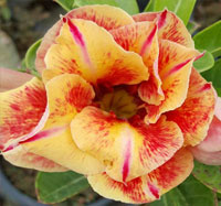 Adenium Pra Rod Mary, Grafted

Click to see full-size image