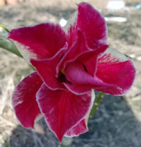 Desert Rose (Adenium) Red Star, Grafted