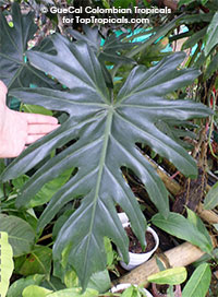 Philodendron radiatum - Palm Fingers

Click to see full-size image