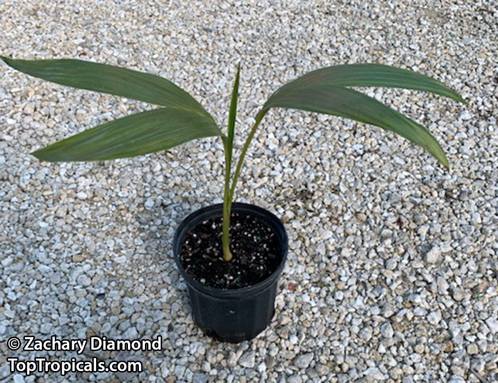 Archontophoenix alexandrae, Ptychosperma alexandrae, King Palm, Alexandre Palm, Nothern Bangalow Palm. Archontophoenix purpurea - Purple King Palm Archontophoenix alexandrae, Ptychosperma alexandrae, King Palm, Alexandre Palm, Nothern Bangalow Palm. Archontophoenix purpurea - Purple King Palm