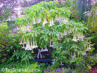Brugmansia arborea - seeds

Click to see full-size image