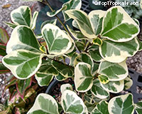 Ficus natalensis (triangularis) variegata - Hearts in the Snow

Click to see full-size image