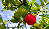 Malpighia glabra, Barbados Cherry, Acerola, Malphigia, Cerejeira

Click to see full-size image