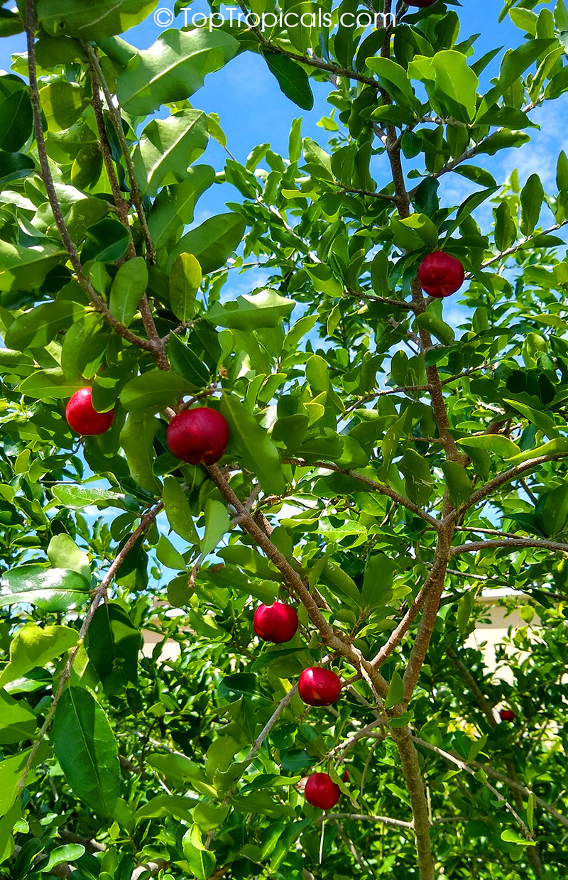 Barbados cherry deals