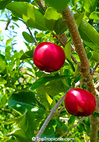 Malpighia glabra - Barbados Cherry, Acerola 

Click to see full-size image