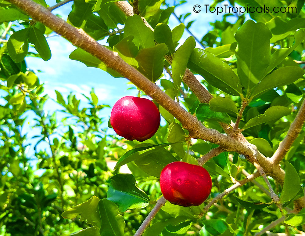 Malpighia glabra, Barbados Cherry, Acerola, Malphigia, Cerejeira