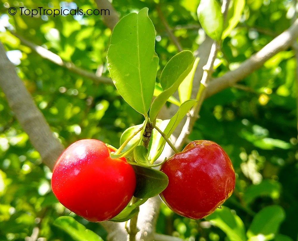 Malpigia glabra, Barbados cherry fruit