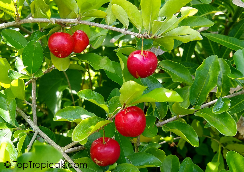 Malpighia Glabra Barbados Cherry Acerola Malphigia Cerejeira