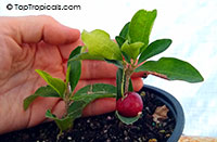 Malpighia glabra, Barbados Cherry, Acerola, Malphigia, Cerejeira

Click to see full-size image