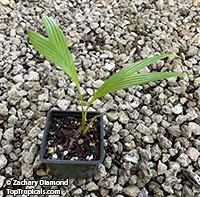Marojejya darianii, Big Leaf Palm

Click to see full-size image