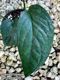 Monstera karstenianum, Monstera Peru

Click to see full-size image
