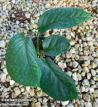 Monstera karstenianum, Monstera Peru

Click to see full-size image
