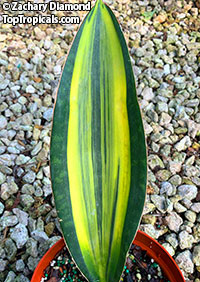Sansevieria masoniana, Giant Variegated Whale Tail, Giant Snake Plant. Sansevieria masoniana variegata