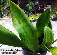 Sansevieria masoniana, Giant Variegated Whale Tail, Giant Snake Plant

Click to see full-size image