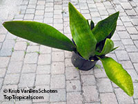 Sansevieria masoniana, Giant Variegated Whale Tail, Giant Snake Plant

Click to see full-size image