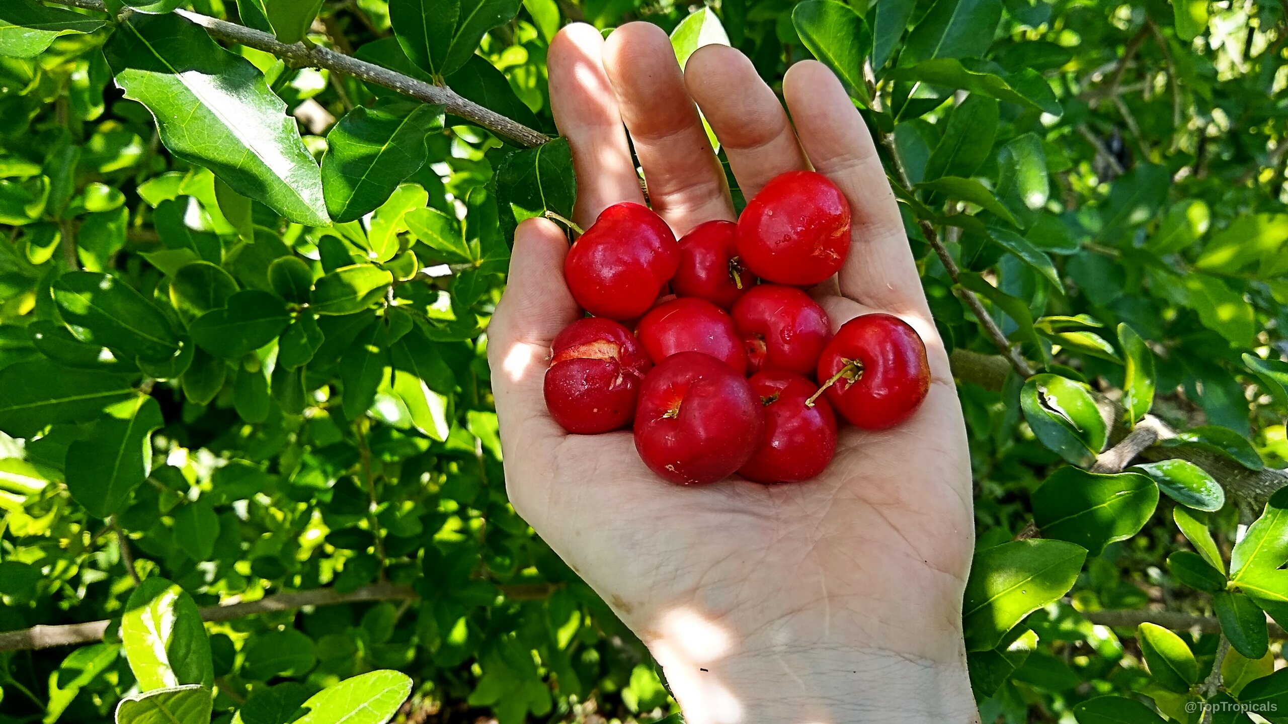 Malpighia glabra (Barbados Cherry) fruit gathered in a hand among small lush green leaves Malpighia glabra (Barbados Cherry) bright red fruit held in human hand close up