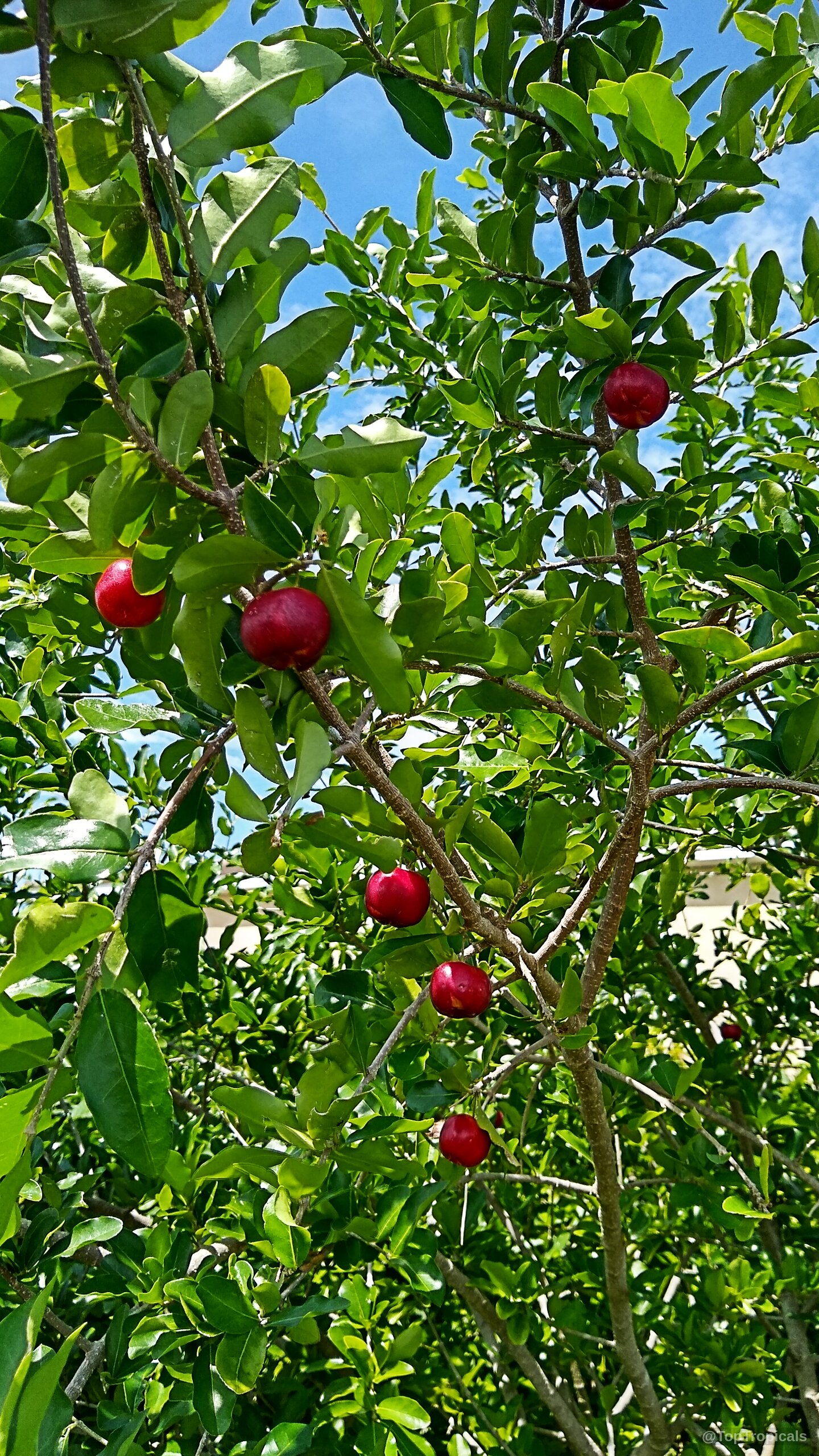 Malpighia glabra (Barbados Cherry) with round red fruit hanging from green leafy branches under sky Malpighia glabra (Barbados Cherry) red fruit on branches with green leaves against blue sky