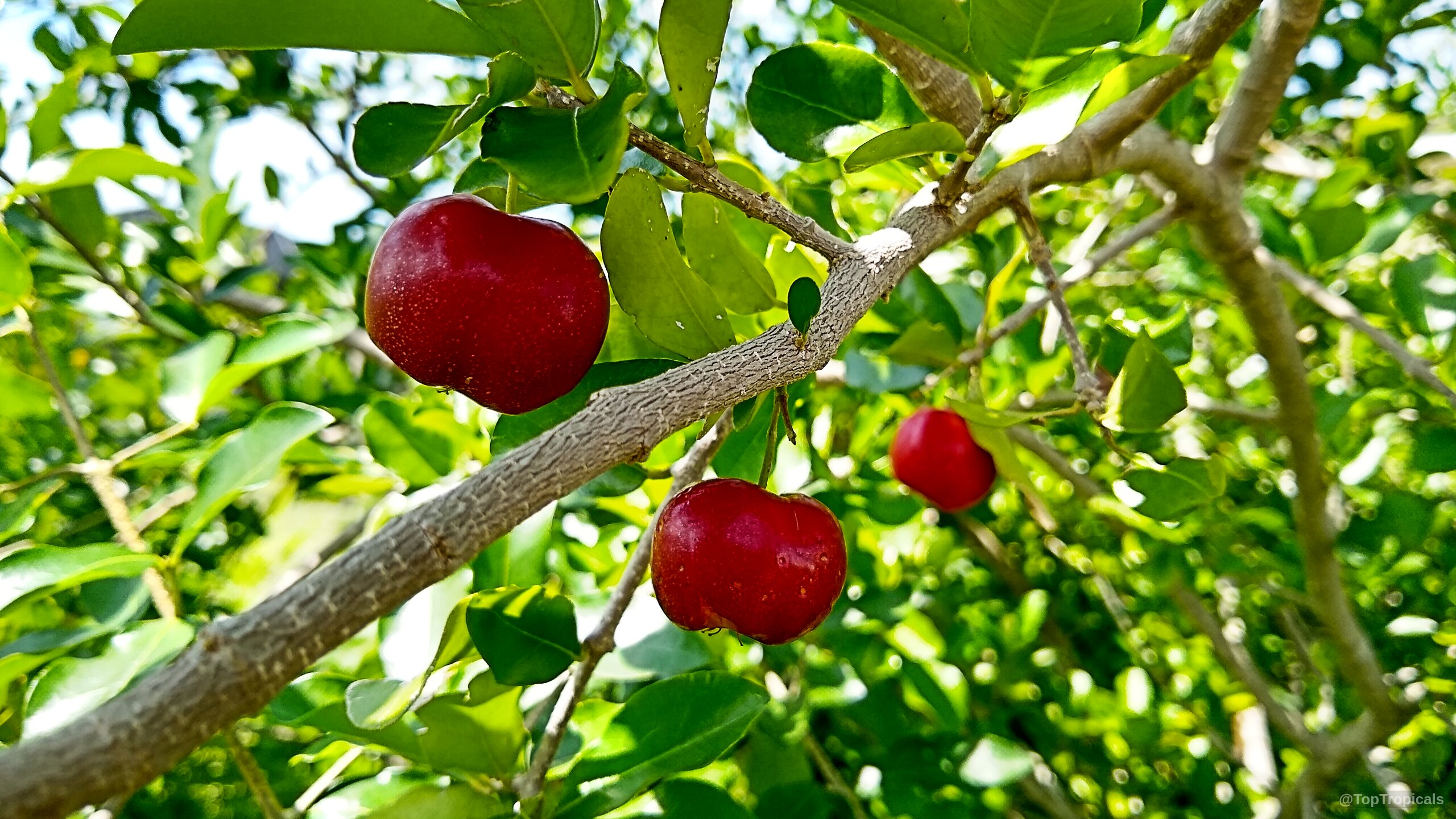 Malpighia glabra (Barbados Cherry) with small round red fruit hanging from a wooden branch Malpighia glabra (Barbados Cherry) with round red fruit hanging from a branch close up