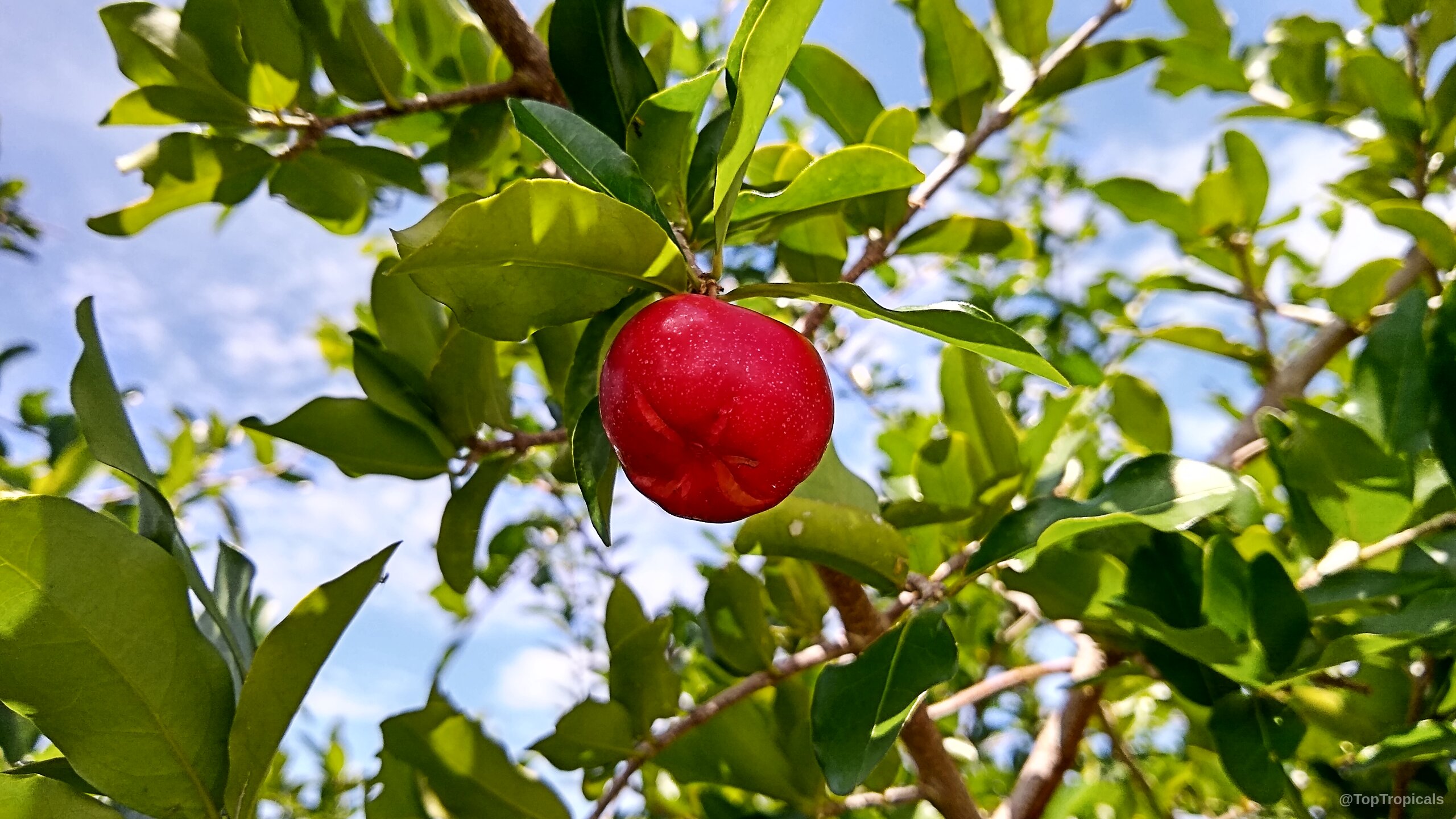 Malpighia glabra (Barbados Cherry) fruit hanging from a branch among vibrant green foliage. Malpighia glabra (Barbados Cherry) with round red fruit hanging from green leafy tree branch