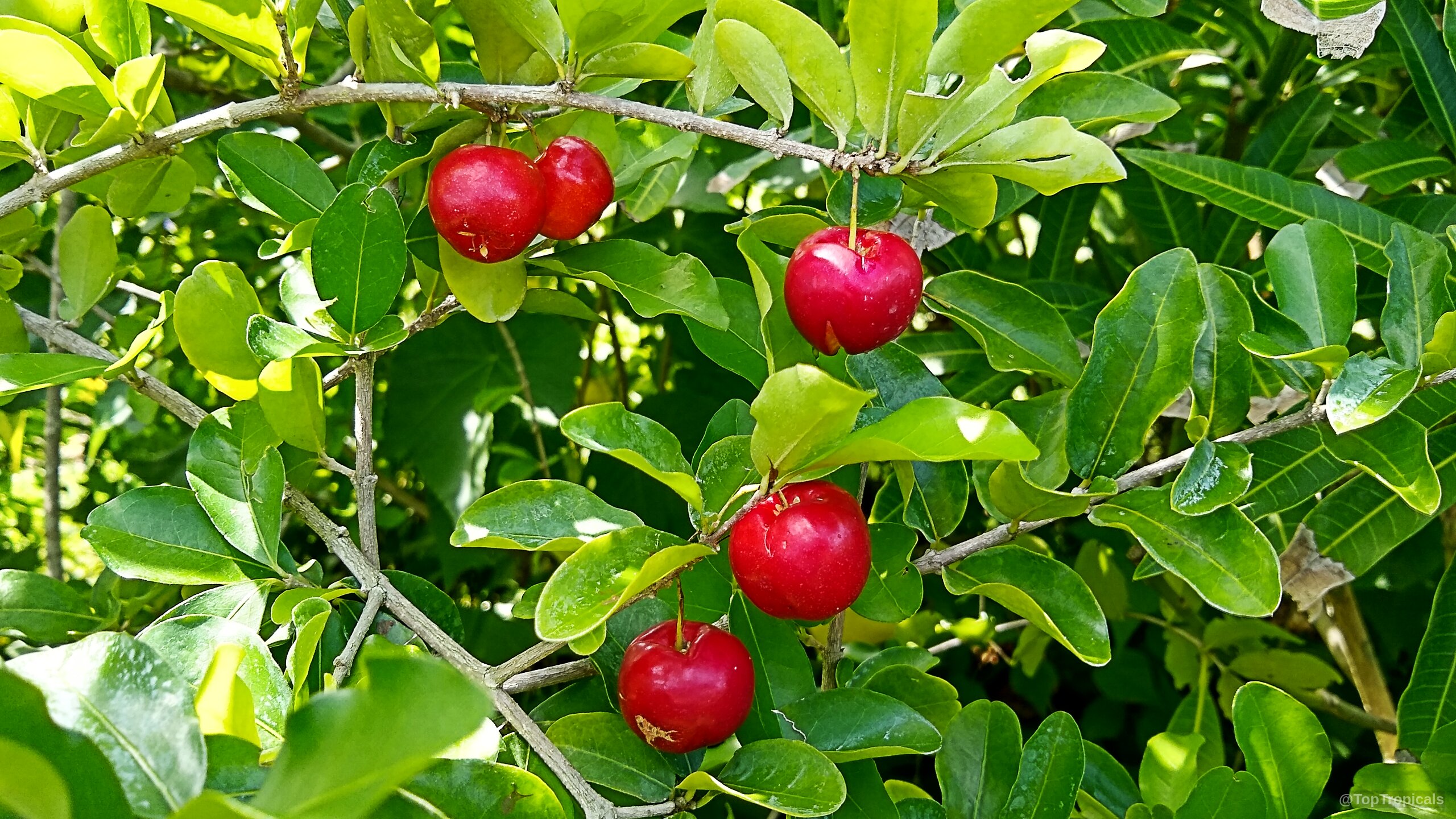 Malpighia glabra (Barbados Cherry) showing round red fruit ripening among thick smooth green foliage. Malpighia glabra (Barbados Cherry) with round red fruit hanging on a leafy green branch.