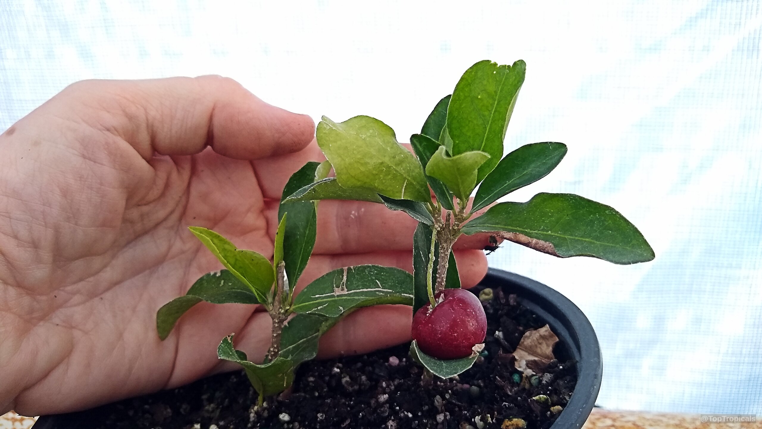 Malpighia glabra (Barbados Cherry) with a single red fruit growing on a small green plant. Malpighia glabra (Barbados Cherry) with small red fruit and green leaves in a container.