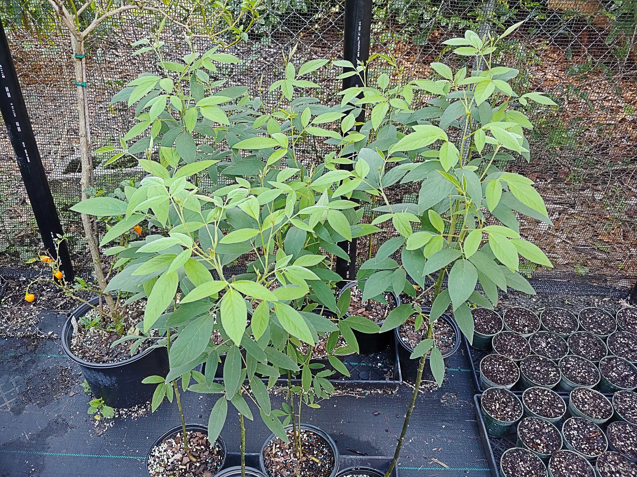 Cajanus cajan (Pigeon Pea) young plants with soft green trifoliate leaves growing in nursery containers. Cajanus cajan (Pigeon Pea) green leaves on several young stems in black nursery pots