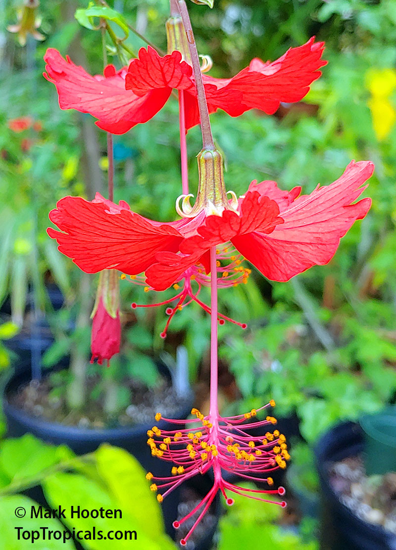 Hibiscus grandidieri x schizopetalus, Fairy Dancer