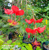 Hibiscus grandidieri x schizopetalus, Fairy Dancer